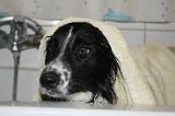 SECHAGE - BORDER COLLIE 007